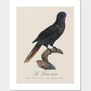 Black Lory / Le Lori Noir - Jacques Barraband 19th century Illustration Posters and Art